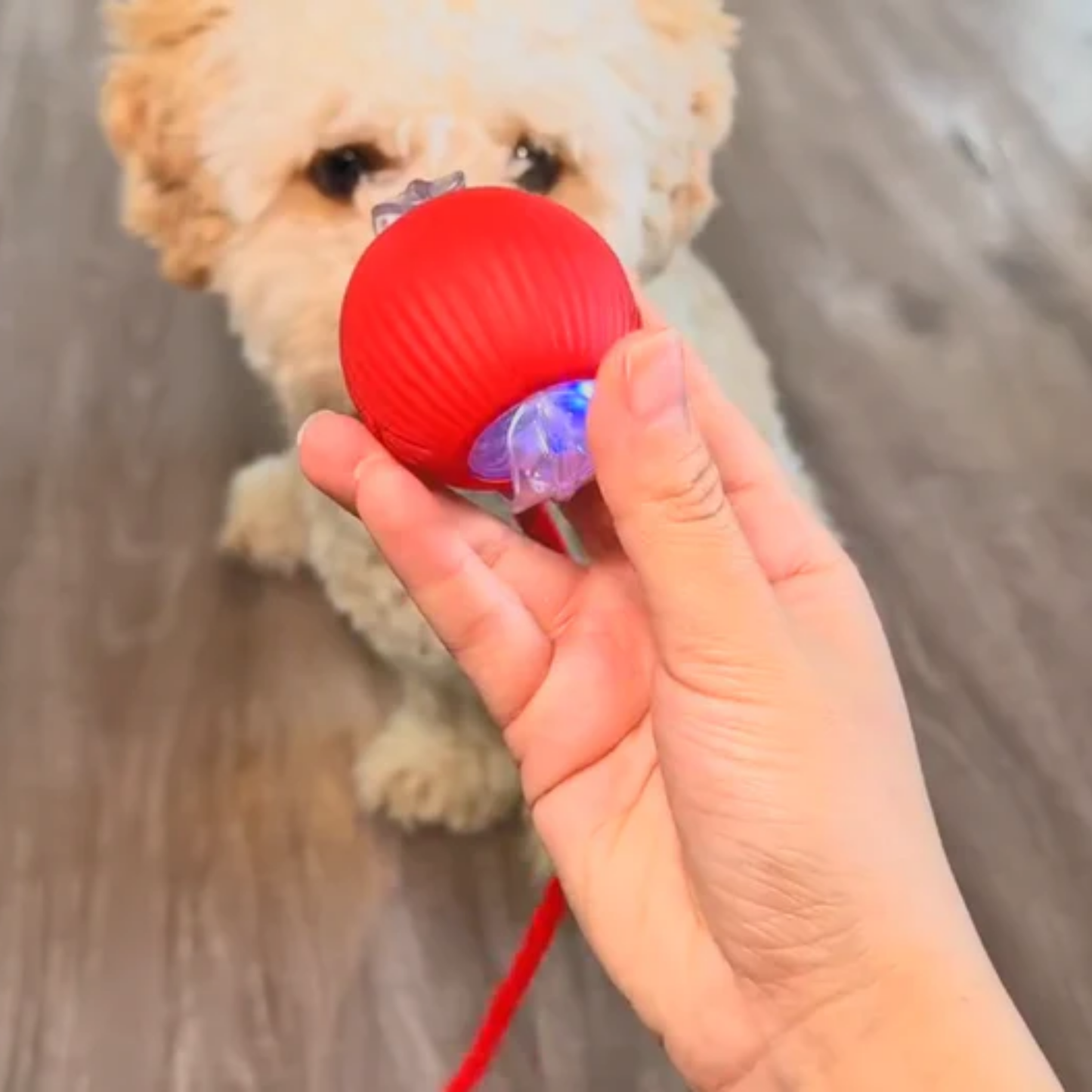Câlinou™ | Stop l'Ennui. Lancez le Jeu. Obtenez un Chien Calme
