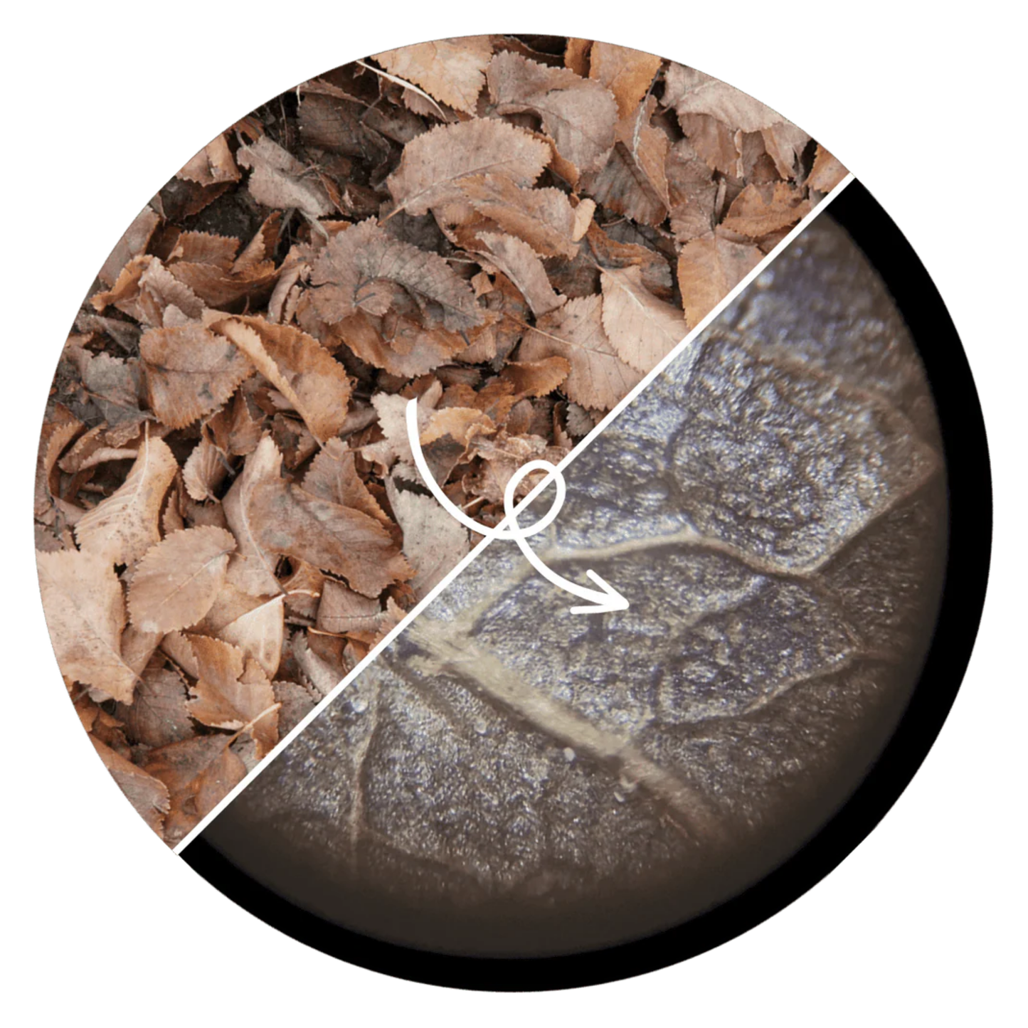 ZoomAventure™ | La Clé de Poche de l'Univers Microscopique.