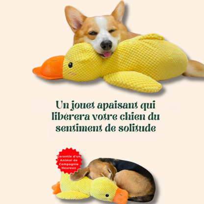 DuckZen™ | Le Coin-Coin Qui Apaise — Confort Instinctif et Plaisir Interactif !