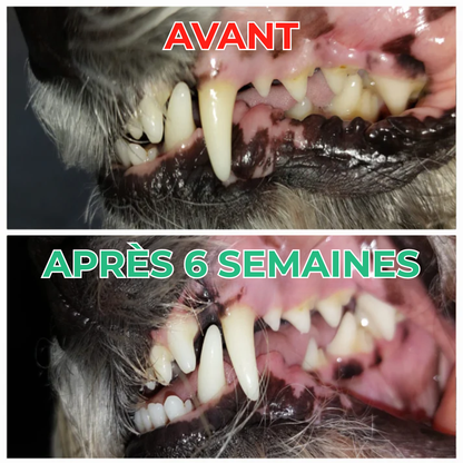 DentÉclat™ | Le Secret Probiotique d'un Sourire Plus Éclatant et Plus Sain.