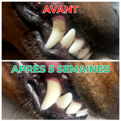 DentÉclat™ | Le Secret Probiotique d'un Sourire Plus Éclatant et Plus Sain.