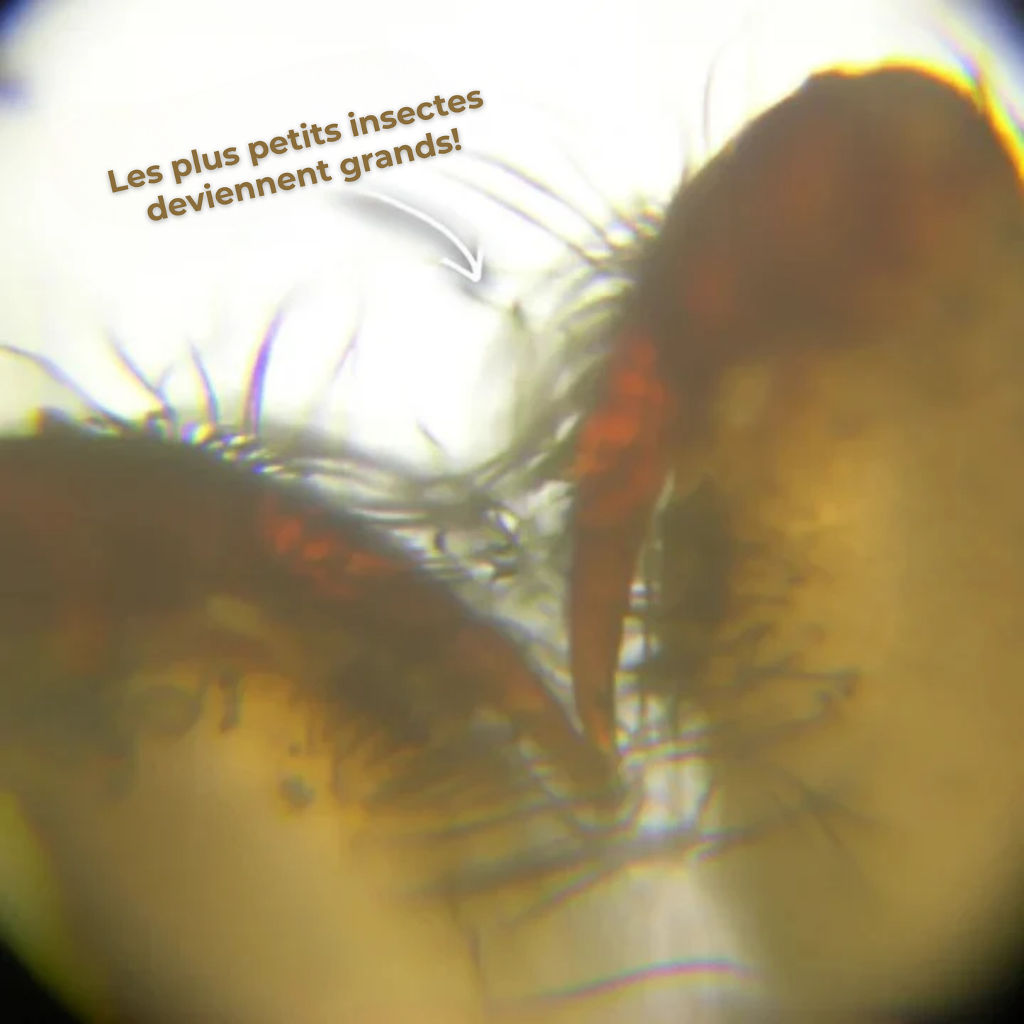 ZoomAventure™ | La Clé de Poche de l'Univers Microscopique.